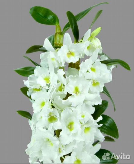 Орхидея дендробиум