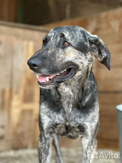 Собака из приюта