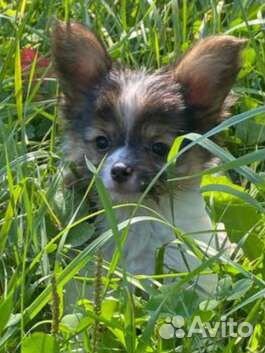 Щенки папийона