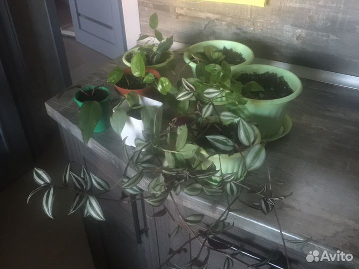 Набор комнатных растений