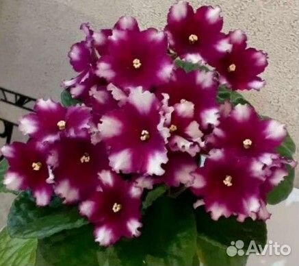 Фиалки сортовые