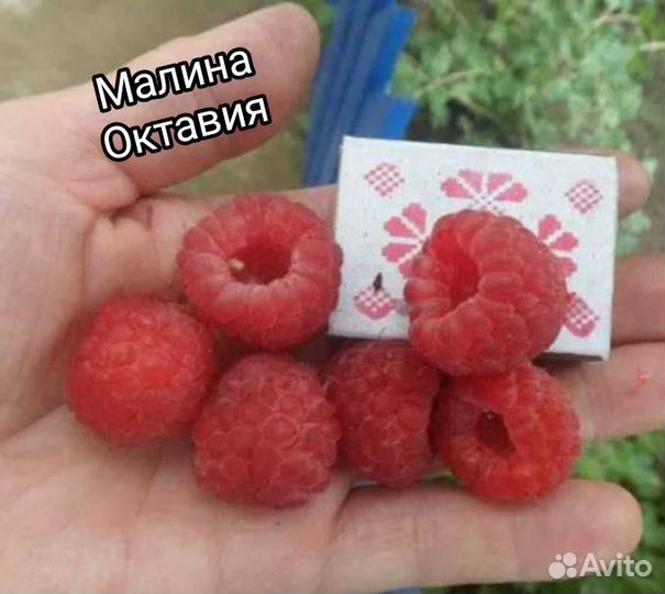 Саженцы малины ремонтантной и летней