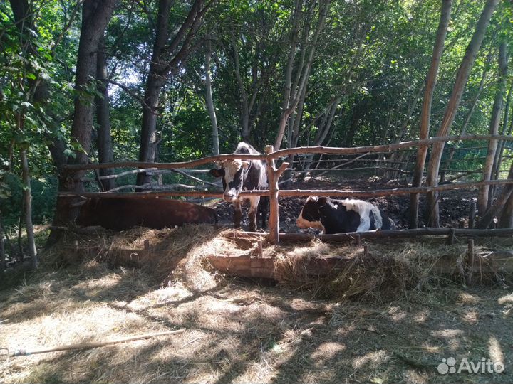 Быки на мясо