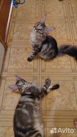 Котята породы мейн-кун