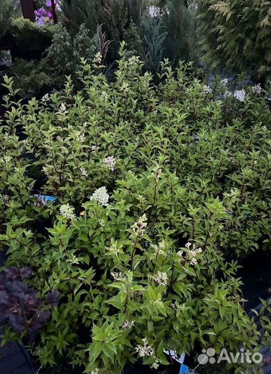 Декоративные растения