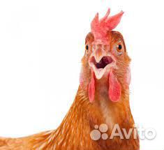 Разнорабочий / вахта на птицефабрику