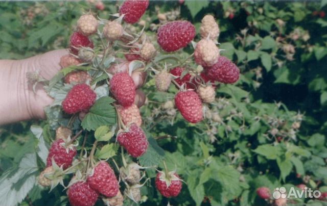 Малина традиционная и ремонтантная