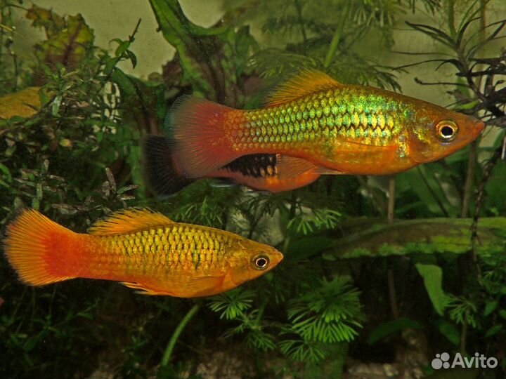 Пецилия желтая золотая (Yellow / Gold Platy)