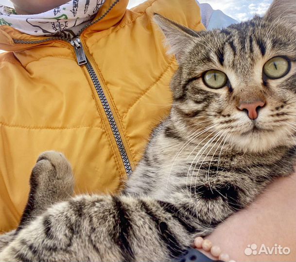 Мурзик - котик, кастрат, привитый в хорошие руки