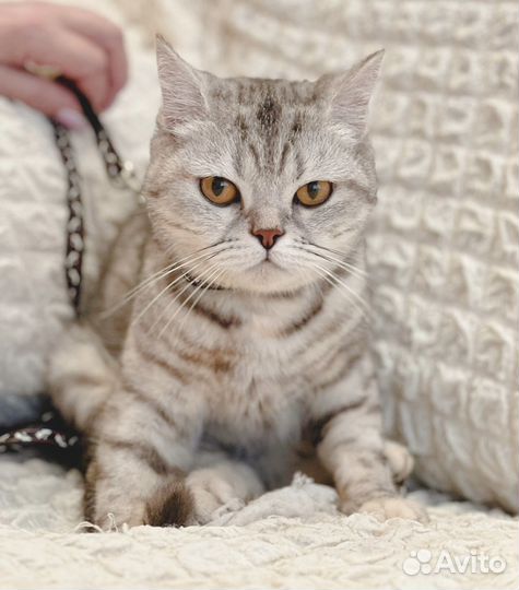 Молодая кошечка ищет дом