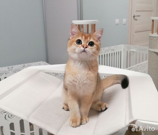 Шотландский шиншилловый котенок
