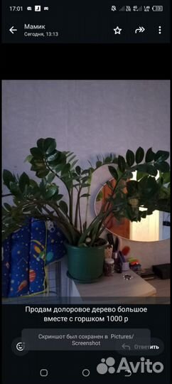 Комнатные цветы