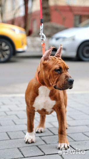 Щенок Амстафф (4 мес ) РКФ