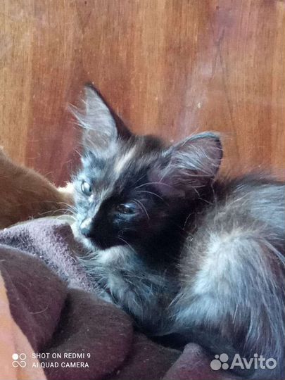 Отдам котят в добрые заботливые руки