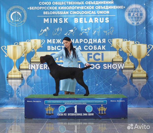 Услуги хендлера, выставочная подготовка