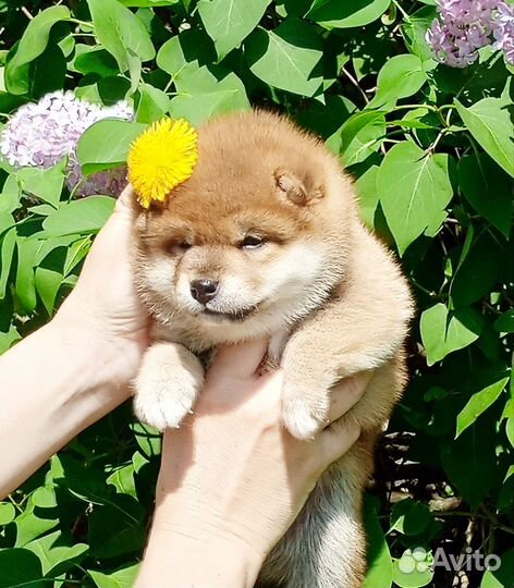 Кукольная, сиба девочка