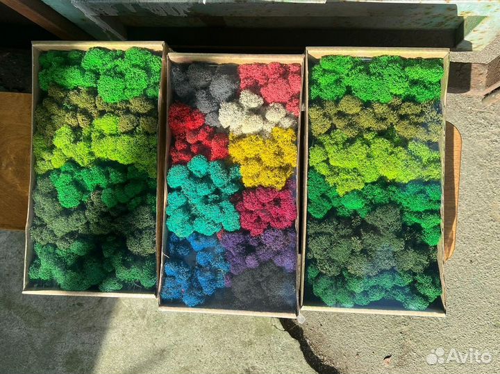 Стабилизированный мох ягель,кочка,пласт