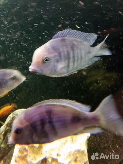 Малавийские цихлиды