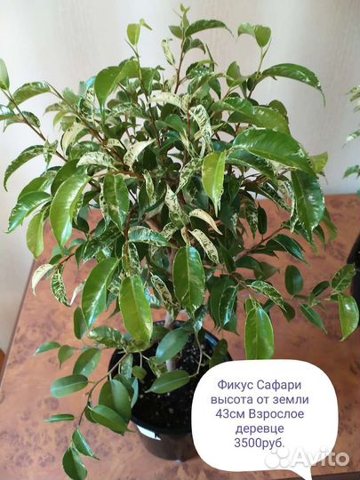 Фикусы Сафари