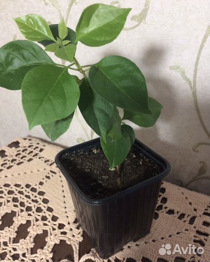 Бугенвиллия