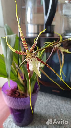 Орхидея Брассия цветущая