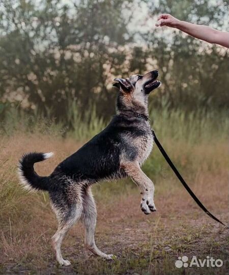Собака в добрые руки