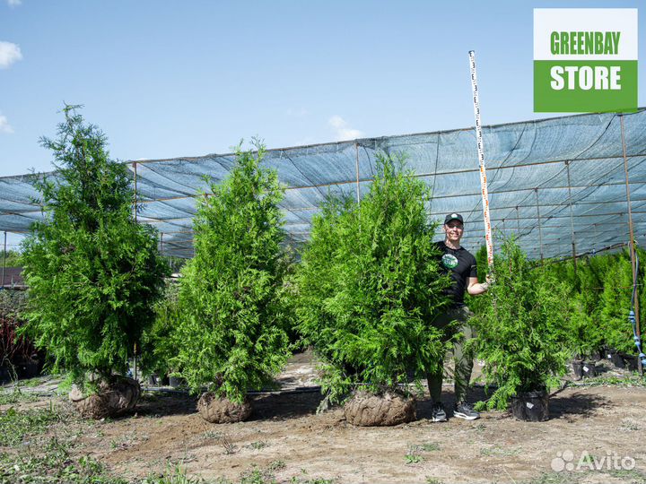 Туи брабант 1,4 м свежая копка 2023