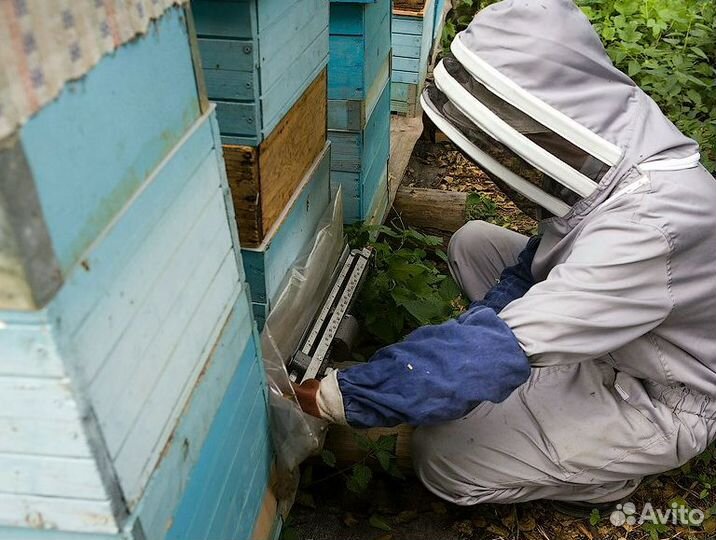 Мед оптом / черноклёновый