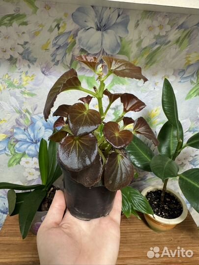 Бегония вечноцветущая