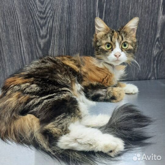 Кошечка в добрые руки