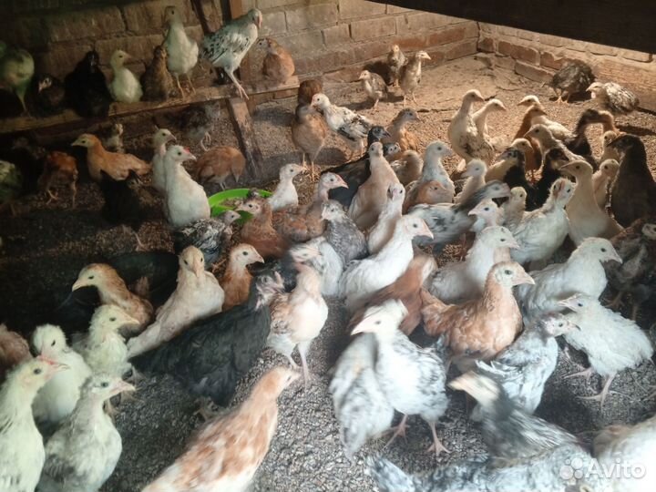 Цыплята 2 месяца