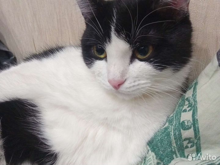 Кошки