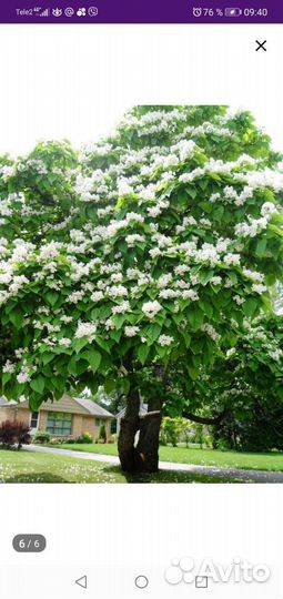 Саженцы катальпы