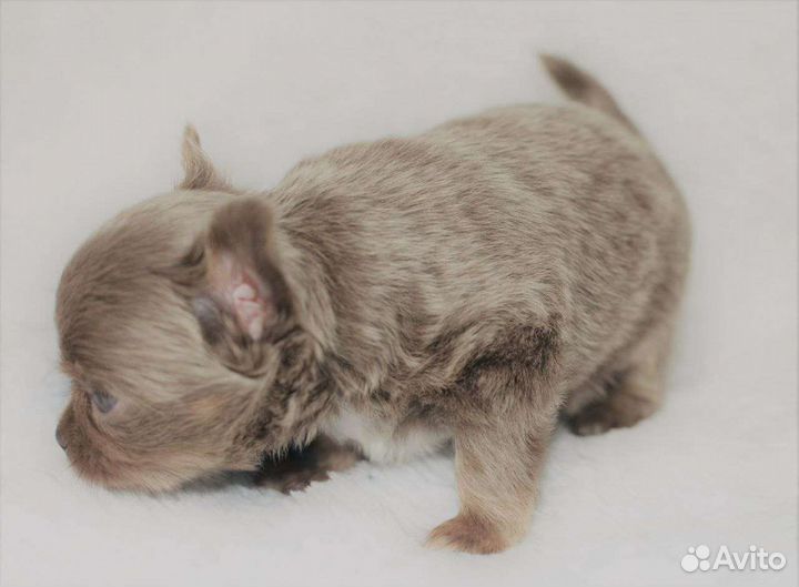 Чихуахуа щенки