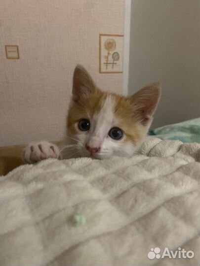 Кошки бесплатно