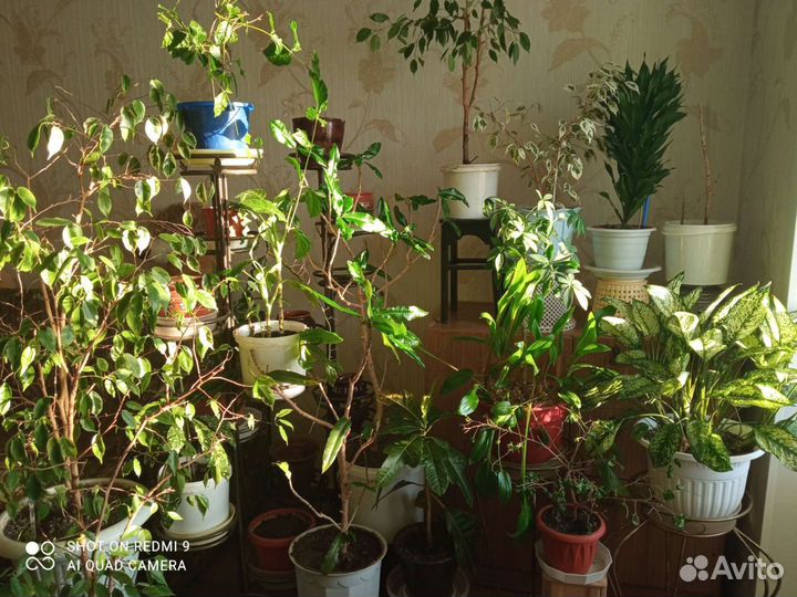 Цветы и рассада