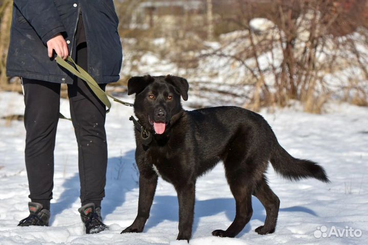 Собака в добрые руки Приют «Лесопилка»