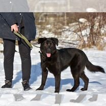 Собака в добрые руки Приют «Лесопилка»