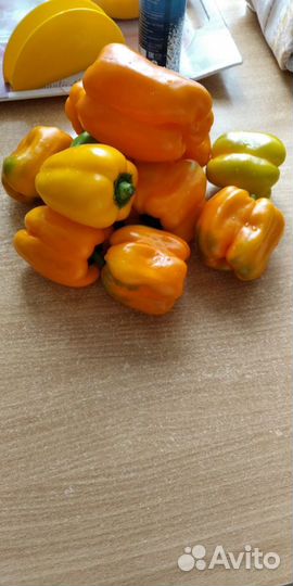 Рассада перец оранж толстостенный откр грунт