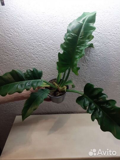 Филодендрон нэрроу escape