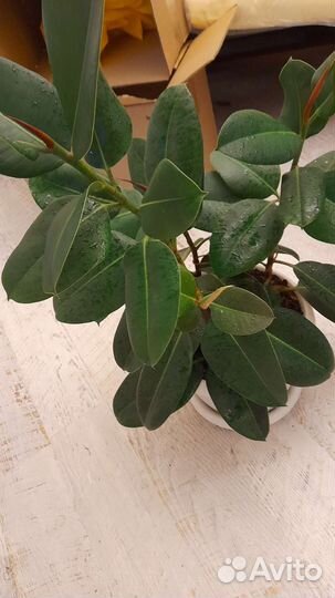 Фикусы Робуста : 2 и 3 ствола. На подарки
