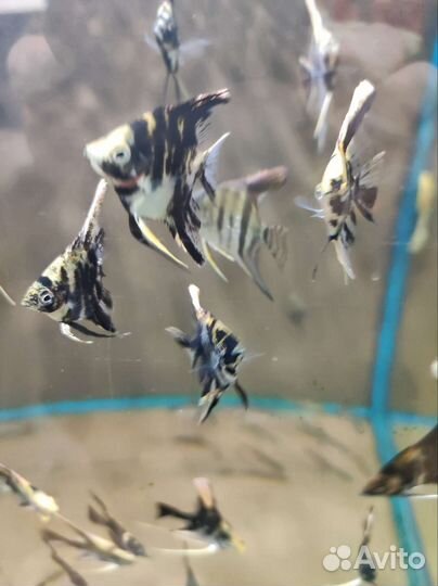 Скалярия мраморная в ассортименте