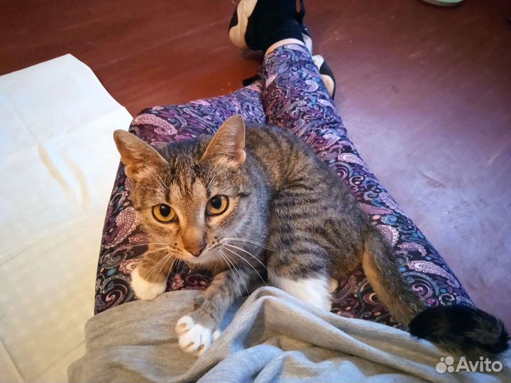 Самая ласковая кошка на свете