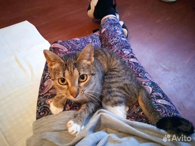 Самая ласковая кошка на свете