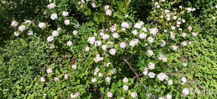 Саженцы деревьев и кустарников