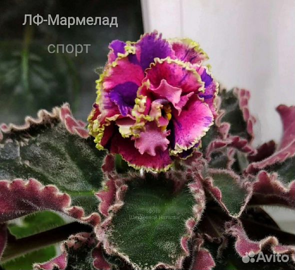 Лф-Мармелад спорт, фиалка, укорененный лист