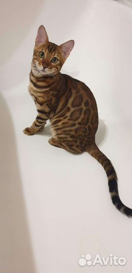 Бенгальская кошка