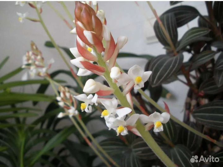 Лудизия (драгоценная орхидея)