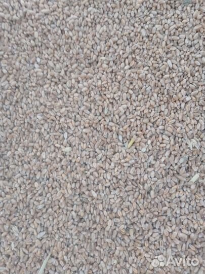 Зерно пшеница