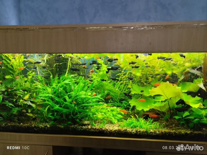 Мальки Анциструс супер ред, растения